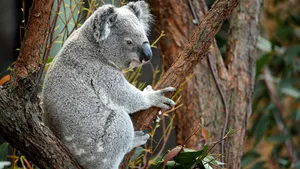 Urşii koala, în pragul dispariţiei. Mii de exemplare au murit în urma incendiilor devastatoare din Australia