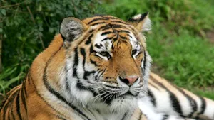 Tragedie la o gradină zoologică din Germania: Un tigru siberian a ucis un îngrijitor 