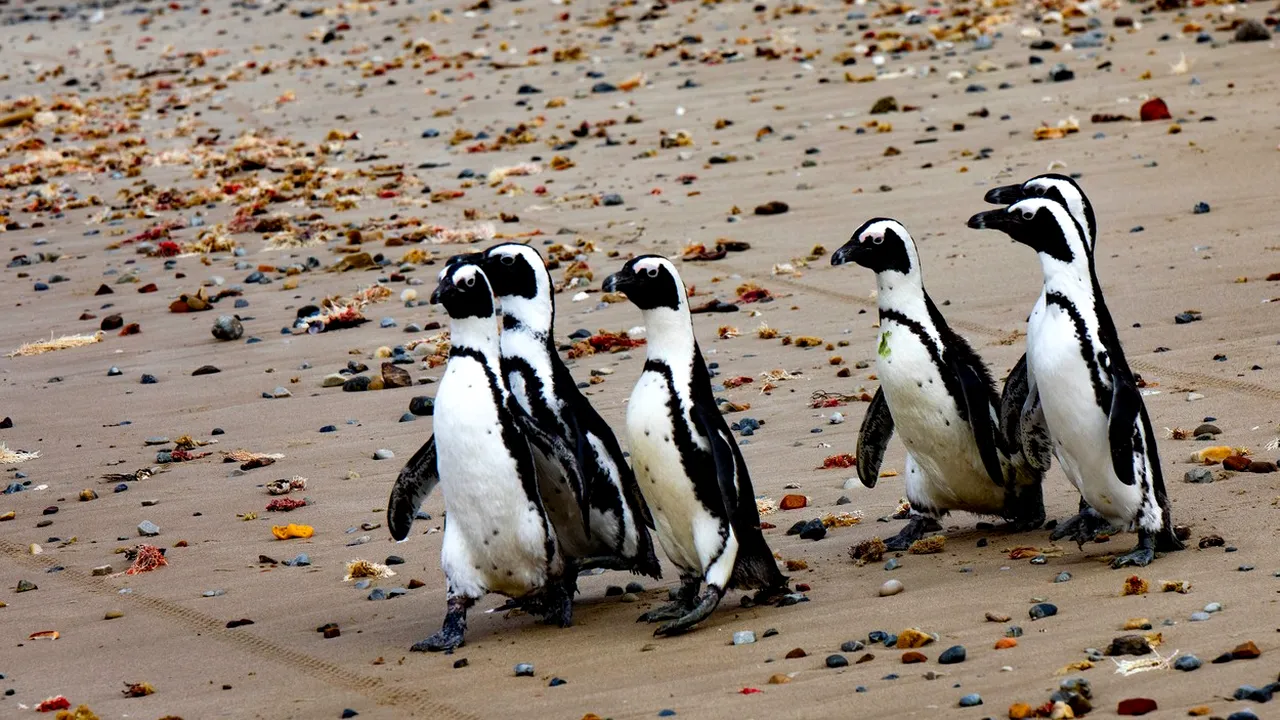 Albinele au ucis peste 60 de pinguini în Africa de Sud. Care este motivul