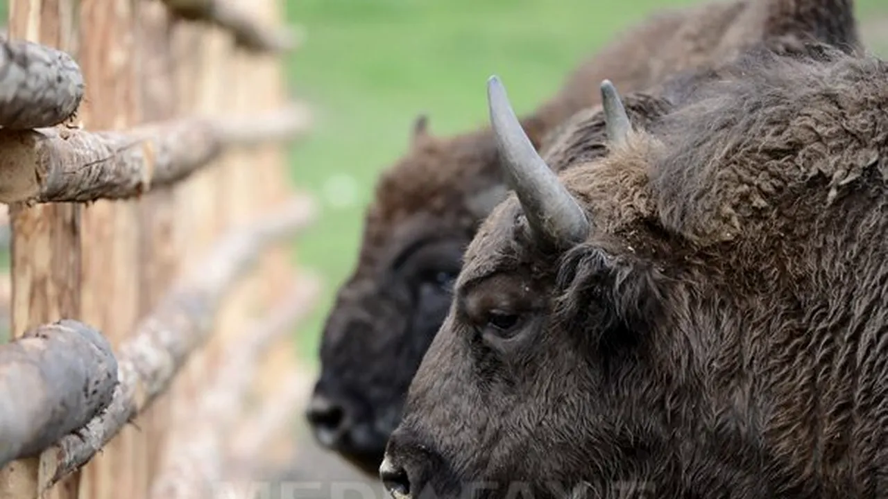 VIDEO O luptă între doi zimbri a fost surprinsă în Parcul Natural Vânători Neamţ