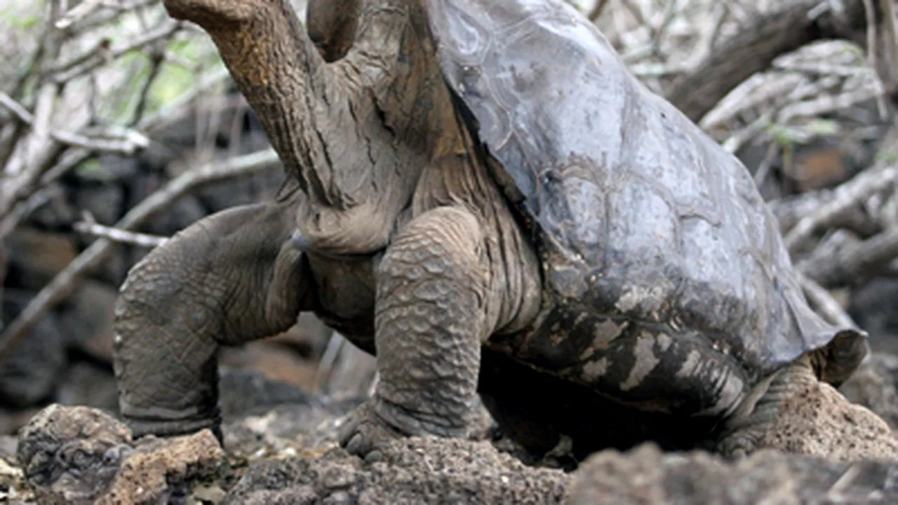 Lonesome George devine tată la 90 de ani - GALERIE FOTO