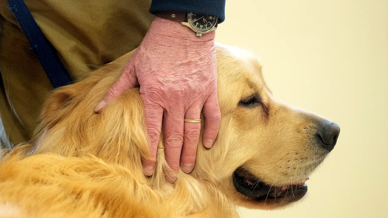 Un câine a fost diagnosticat cu coronavirus în Hong Kong