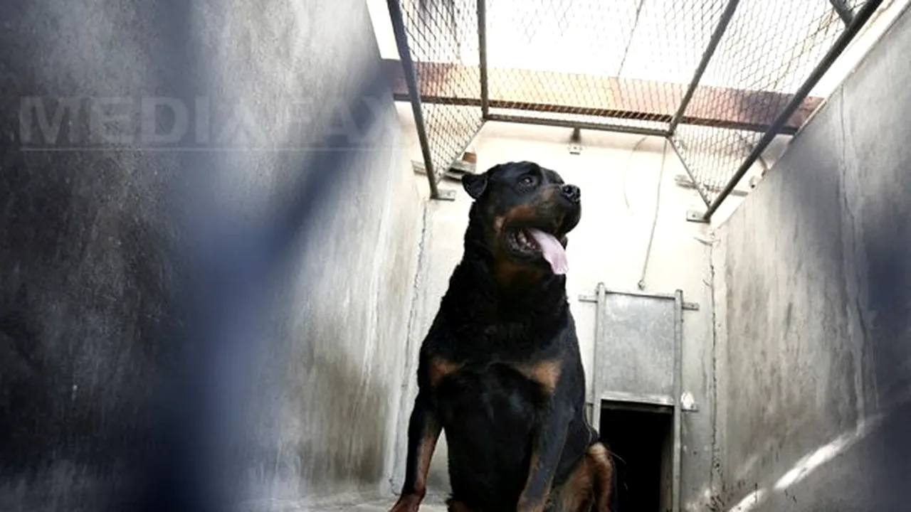 O femeie şi fiica sa au fost atacate de doi câini din rasa Rottweiler, la Piteşti