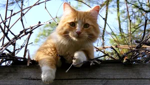 Ce trebuie să ştii despre sterilizarea pisicilor?