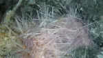 Rusia anunță descoperirea unui nou mineral rar, mai valoros decât aurul