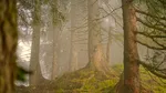 Au revenit după 30 de ani într-o pădure folosită pentru un experiment. Rezultatul a fost neașteptat