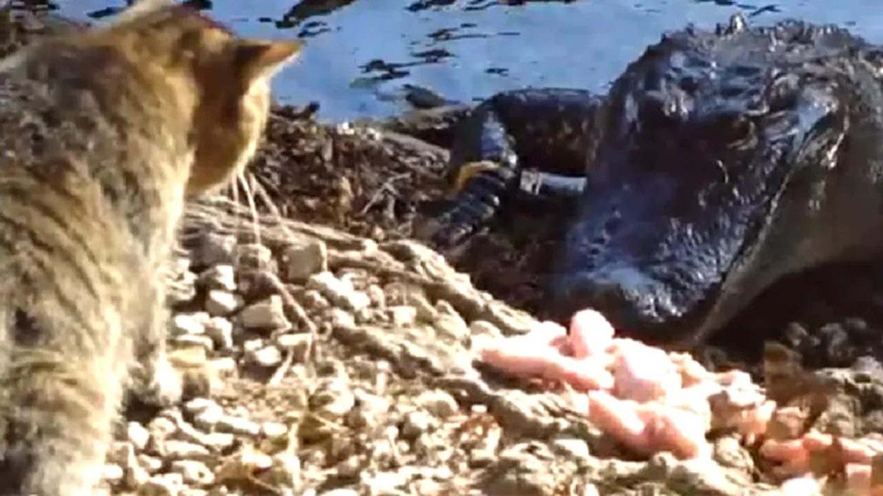 CONFRUNTARE INEDITĂ: Luptă între un aligator şi o pisică. Cine câştigă? - VIDEO
