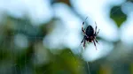 Păianjenul care aleargă mai repede decât un om. Specia campioană vine din Australia