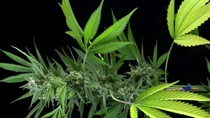 STUDIU: Beneficiile medicinale ale canabisului, separate în premieră de efectele halucinogene