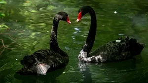 Parcul Cişmigiu va fi repopulat cu păsări exotice