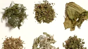 Romanian Govt Adds Eight New Substances To Banned Hallucinogenic Product List