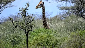 Şi animalele suferă de nanism. Cât de înaltă este girafa „pitică”