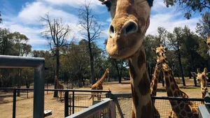 A murit cea mai bătrână girafă din lume, Mutangi