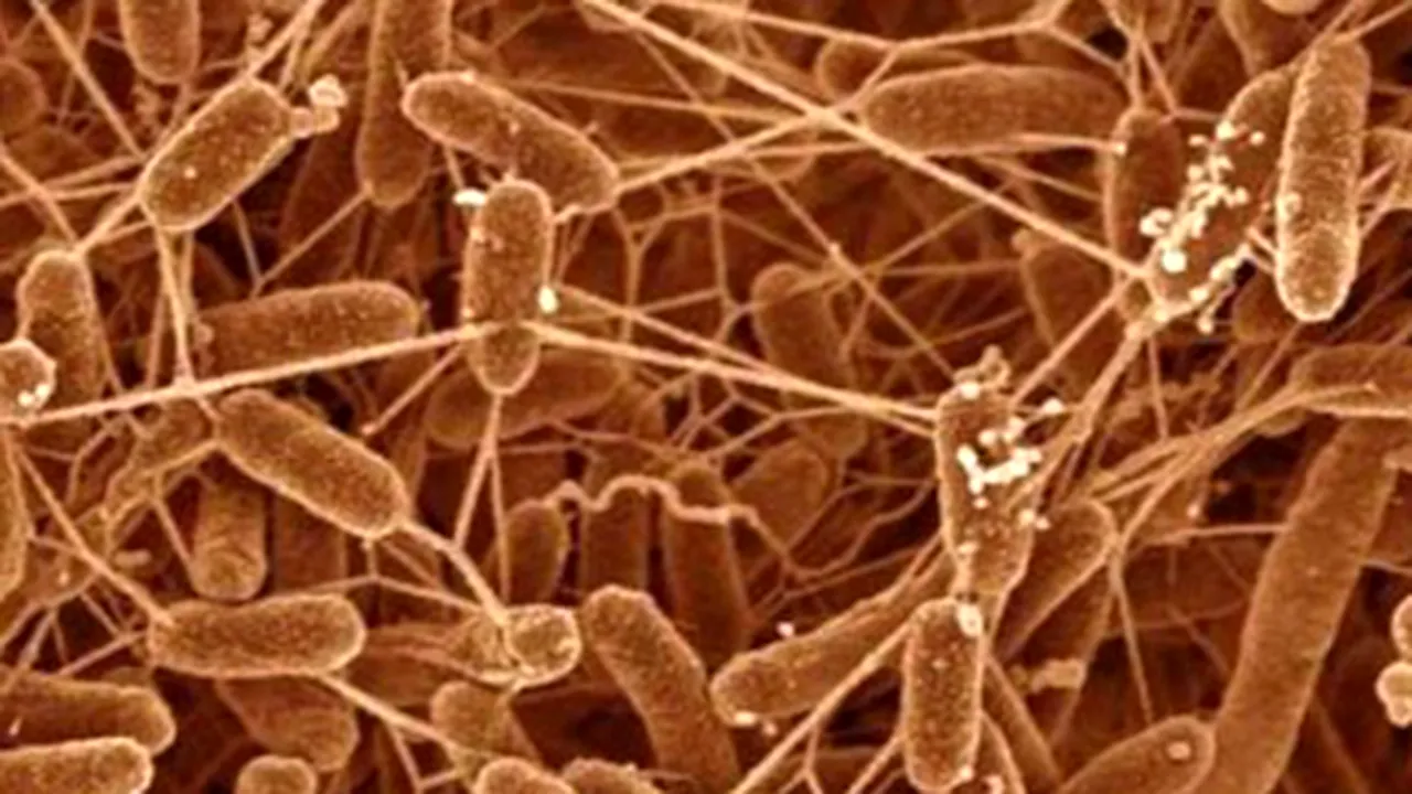 Electricitate produsă din ape uzate cu ajutorul bacteriilor
