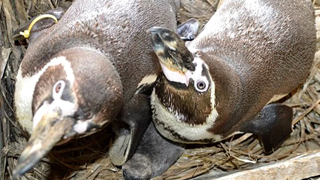 Doi pinguini gay au adoptat un ou abandonat şi în prezent cresc împreună puiul - FOTO