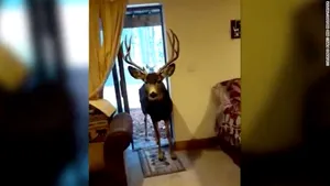 Amendă usturătoare pentru o femeie care a filmat cerbii şi căprioarele aflaţi în propria sufragerie. VIDEO