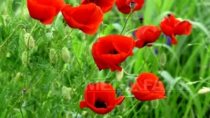 VREMEA până în luna iunie. Ce temperaturi vor fi şi cât va ploua în fiecare regiune a ţării