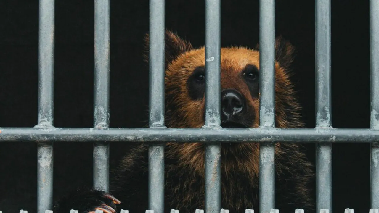 Practică neobișnuită în Coreea de Sud: urșii sunt crescuți în ferme pentru recoltarea bilei