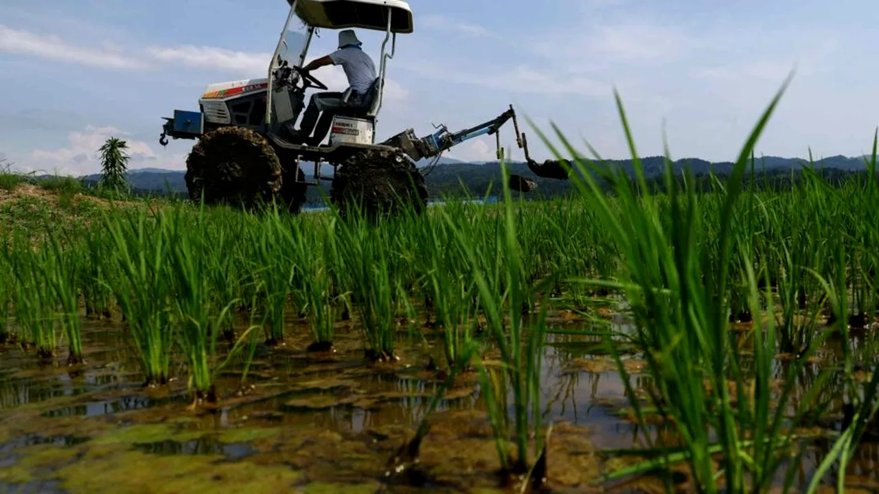 Financial Times: după criza petrolului, vine criza alimentară. Prețurile îngrășămintelor au crescut brusc. Iran este unul dintre cei mai mai producători din lume