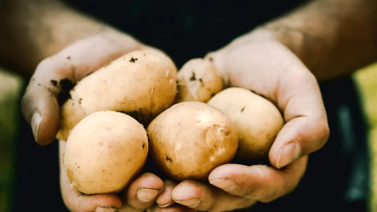 Cartoful are propria zi internațională. Cum a devenit una dintre cele mai importante culturi agricole