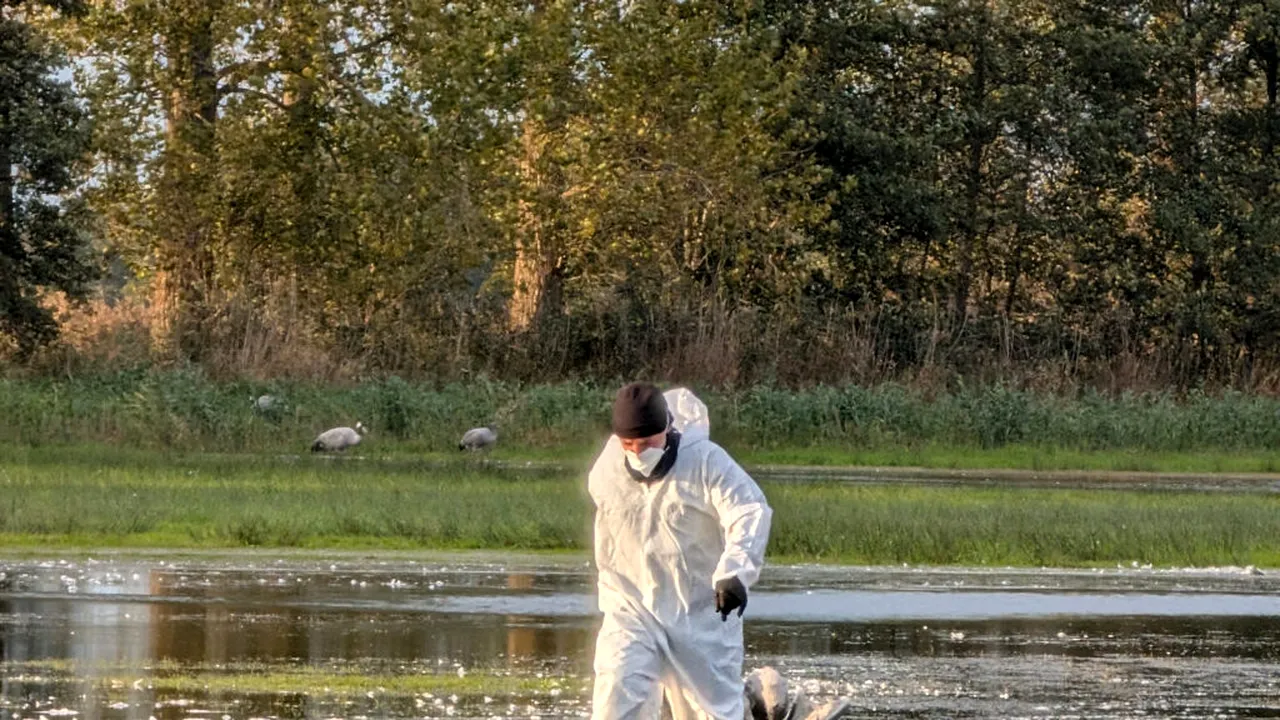 Focar de gripă aviară depistat într-o comună din județul Cluj. Ce măsuri trebuie să respecte populația