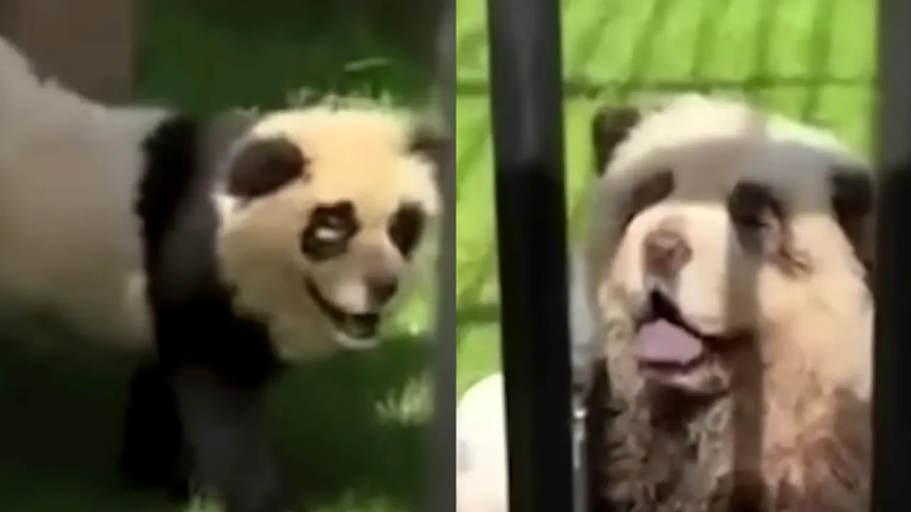 Scandal în China. Urşii panda au început să latre. Grădina Zoo a recunoscut că urşii panda erau de fapt câini vopsiţi