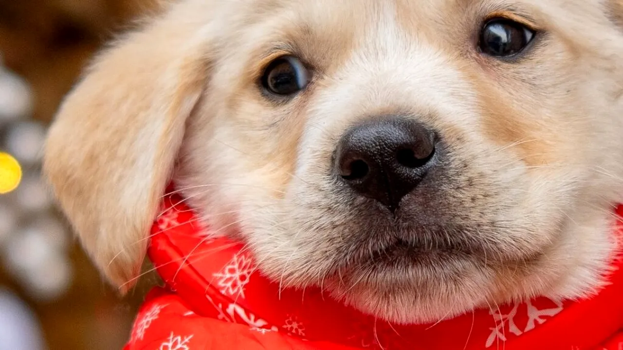 În preajma sărbătorilor, ASPA București lansează un apel la responsabilitate: De Crăciun, nu adopta un dar. Adoptă o viață