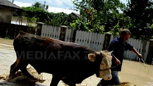 Aproape 90 de gospodării şi trei locuinţe, inundate în două oraşe şi o comună din judeţul Bacău