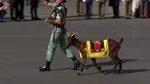 „Capra Legiunii Spaniole”. De ce defilează acest animal la parada militară de Ziua Națională?