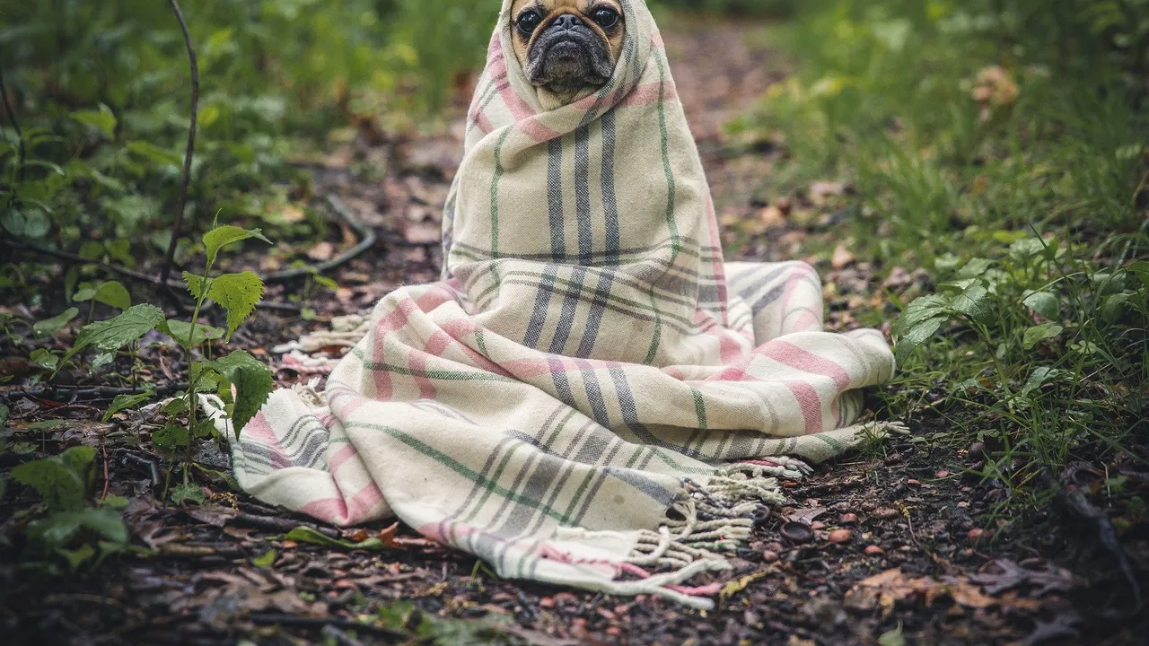 Un mops este primul câine testat pozitiv pentru noul coronavirus în SUA