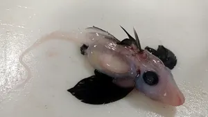 Oamenii de ştiinţă din Noua Zeelandă au descoperit o specie rară de rechin-fantomă