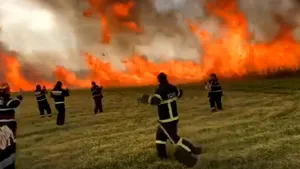VIDEO | Incendiu pe 30 de hectare, într-o pădure de plop alb. Pompierii se tem ca flăcările să nu se extindă rapid din cauza vântului puternic