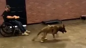 VIRAL. Cum a picat ciobănescul german Ryker cu brio testele pentru a deveni câine ajutător pentru persoanele cu dizabilităţi