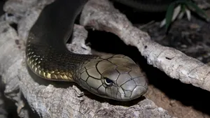 Cum a reacţionat o cobră însetată când un bărbat i-a oferit o sticlă cu apă. Episodul se petrece în contextul secetei extreme din sudul Indiei