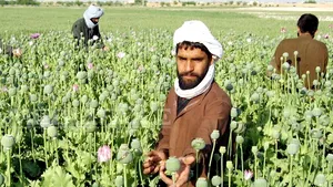 Producţia de opiu din Afganistan a scăzut cu 50%