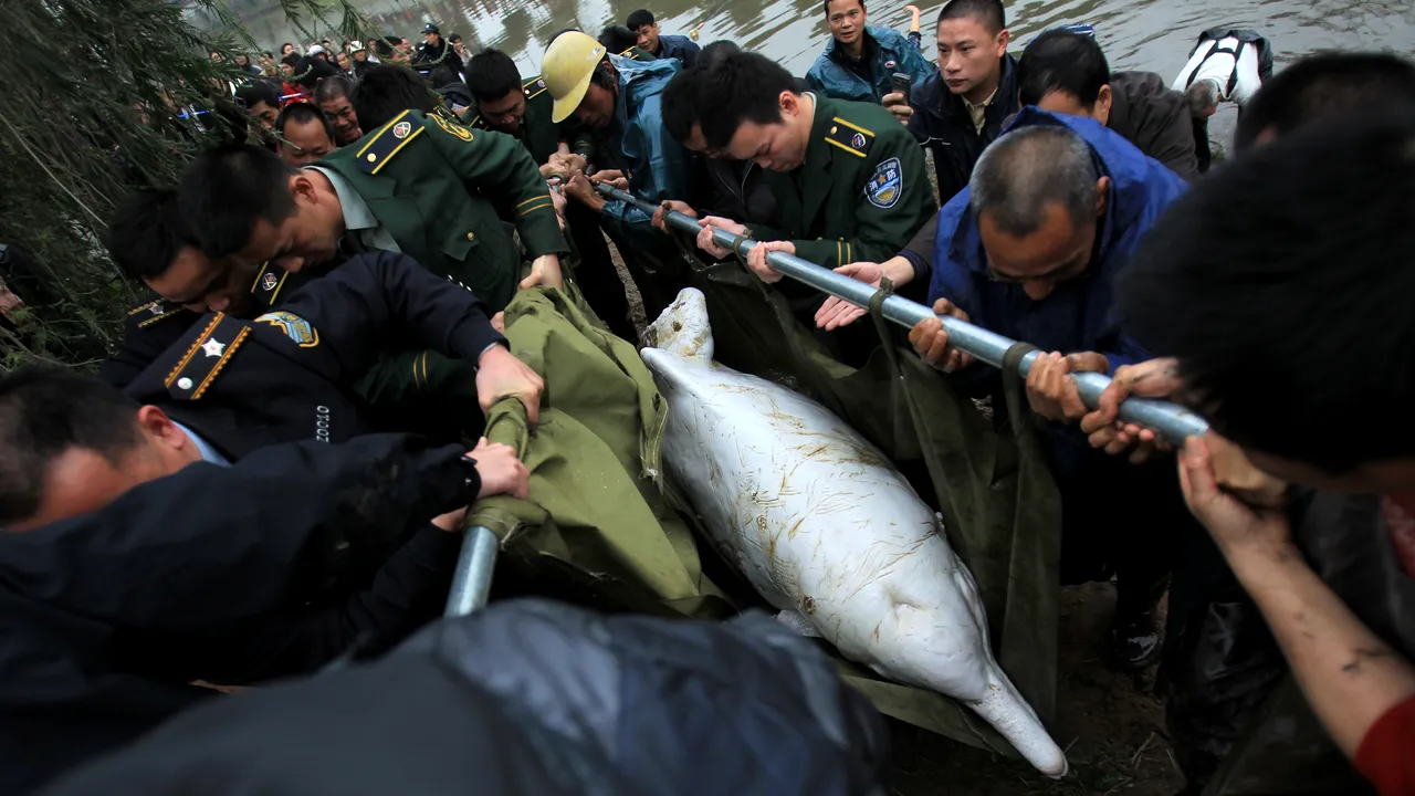 Un delfin alb rănit, salvat de locuitorii unui sat din China - FOTO