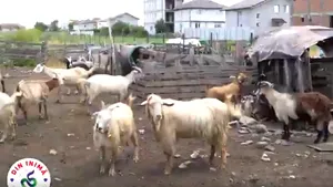 Stână dezafectată într-un sector al Capitalei, după ce ciobanul şi-a mutat oile