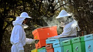 Mierea, o afacere care şi-a pierdut „gustul dulce” în România. Numărul apicultorilor s-a înjumătăţit în cinci ani