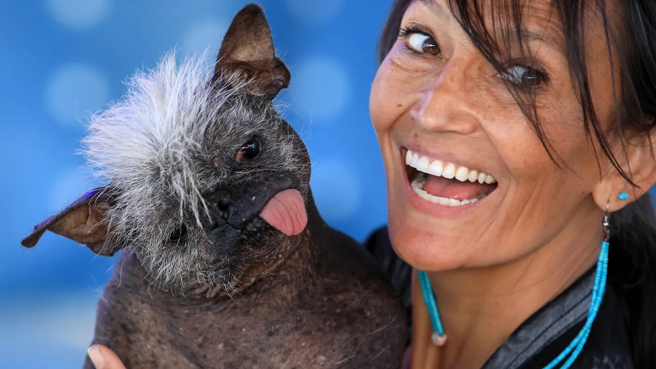 FOTO Mr. Happy Face, o combinaţie dintre Chihuahua şi Mohawk, a fost încoronat drept cel mai urât câine din lume. Concursul promovează adopţia: „indiferent de aspectul lor, merită să fie iubiţi”