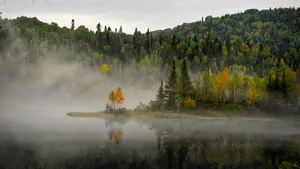 Sunete terifiante într-o pădure din Canada: Nimeni nu-şi poate explica despre ce creatură ar putea fi vorba - VIDEO