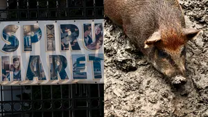 Dosarul „Spiru Haret” | Pentru diplome erau oferite ceasuri, porci sau bidoane de vin şi ţuică