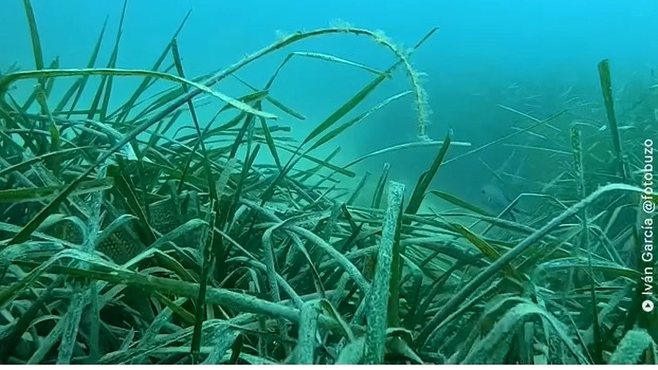 Posidonia oceanică, „plămânul” oceanelor: „prinde” microplasticele şi le aruncă înapoi pe ţărm