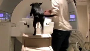 Ce cred câinii despre noi? EXPERIMENTUL INEDIT care arată ce este în mintea celui mai bun prieten al omului - VIDEO