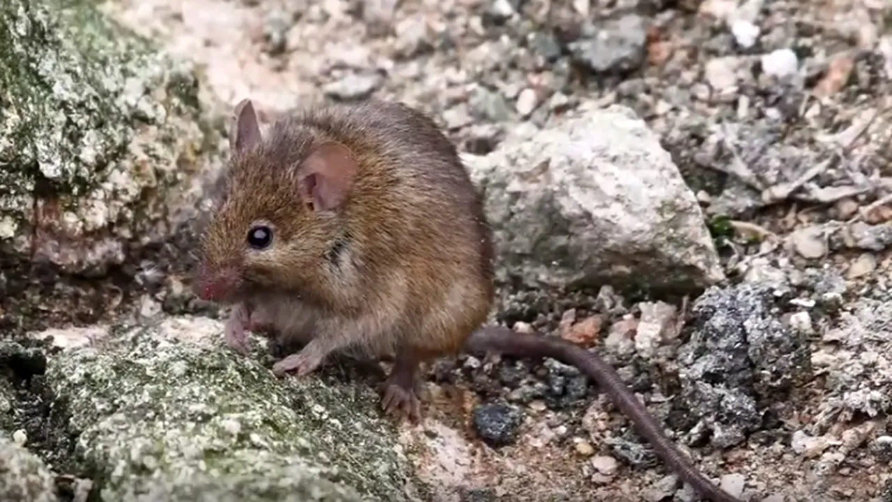 Probleme majore la un adăpost de animale din New Hampshire: Un bărbat a donat 1.000 de şoareci