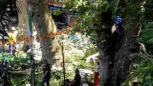 VIDEO | Cel puţin 11 persoane au murit, iar alte 35 au fost rănite, pe insula portugheză Madeira, după prăbuşirea unui stejar masiv