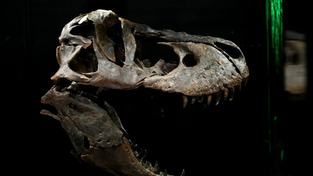 Colecționarii de fosile: Sotheby's îl scoate la licitație pe dinozaurul „Gus” la 30 de milioane de dolari. Ce are special