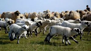 Romanian Govt Keeps Livestock Subsidy At Current Level, Over Budget Constraints