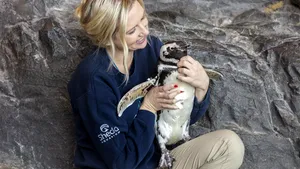 Ei sunt liberi doar când toată lumea e în izolare. Animăluţele care au făcut furori pe internet cu experienţele lor