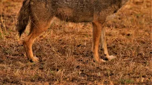 Avertisment: Ruda şacalului african, tot mai activă în România. Atacă găinile dar poate mânca şi o oaie