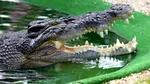 Cu crocodilii în închisoare, la deținuții Hamas. Tribunalul din Ierusalim suspendă planul lui Ben Gvir